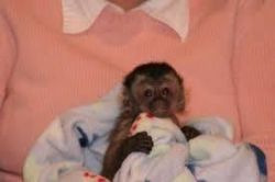 trained baby capuchins monkeys