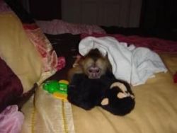 two cute Capuchin Monkeys available for adoption