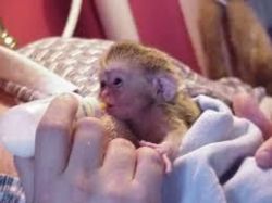 very active and smart Capuchin babies