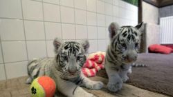 Tica registered White Bengal Tiger cubs