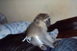 Capuchin and marmoset monkeys for adoption