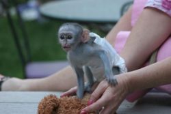 well trained Diaper trained baby capuchins monkeys