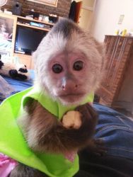 Capuchin Monkeys ** Text (xxx) xxx-xxx4 **