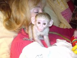Twin Capuchine Monkey ;xxx xxx-xxx7
