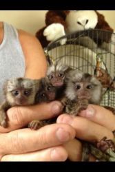 4 Cute Babies Marmoset Monkeys