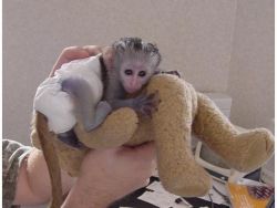 Baby Face Capuchin Monkey For Adoption
