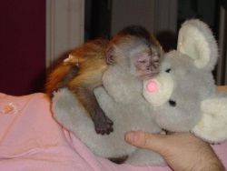 Two cute Baby Capuchin Monkeys for adoption