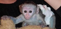 Capuchino Primate Monkey For Urgent (adoption)