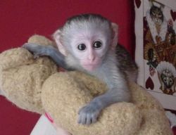 Capuchin monkey Available Now