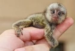 Capuchin Marmoset monkeys to all pets lovers