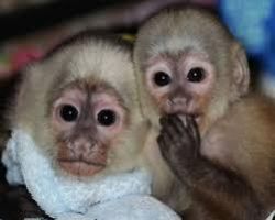 12weeks capuchin monkeys for sale