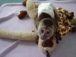 intelligent Capuchin Monkey for Adoption