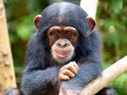 Good Looking Chimpanzee For Adoption