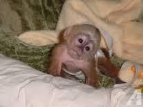 Affectionate baby marmoset monkey for adoption