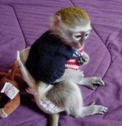 male and female capuchin monkeys for adoption