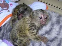 Pair of marmoset monkeys for adoption
