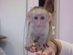 Capuchins Monkey : Text:(xxx) xxx-xxx4