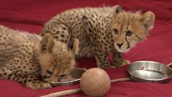 Cheetah Cubs ,lion Cubs , Tiger Cubs For Sale
