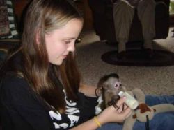 Capuchin Monkeys to good home