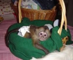 Home Trained White Baby Face Capuchin Monkey