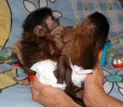 Quality Capuchin Monkeys For Sale