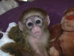Babies Capuchin Monkeys For Sale $500