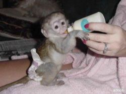 Baby capuchin monkeys for new homes in Arizona