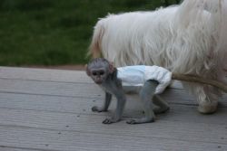 Capuchin monkey for adoption in Hawaii