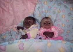 Two Available Capuchin Monkey For Free Adoption