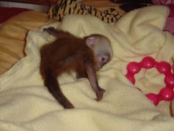 Adorable Capuchin monkeys