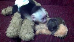 Cute and adorable capuchin monkeys