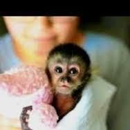 I Have 4 Beautiful Capuchin Monkey(xxx) xxx-xxx5
