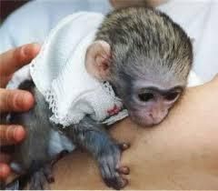 Approve Baby Capuchine Monkey For Adoption