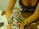 Capuchin Monkeys Available For Adoption
