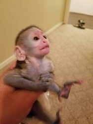 Baby Capuchin/marmoset Monkeys Ready- xxx-xxx-xxxx