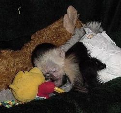 Adorable capuchin and Marmoset baby monkey Ready