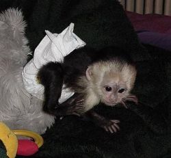 Intelligent baby capuchin and Marmoset monkeys Av.