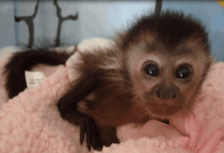 Healthy Weaned Baby Capuchin Monkeys