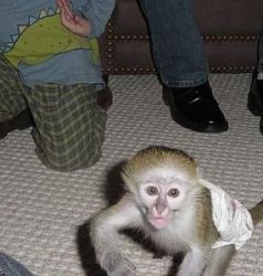 Capuchins Monkey ..