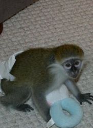 Male & Female Babies Capuchin Monkeys For Adoption