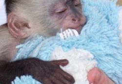 White face babies capuchin monkey