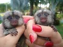 Adorable Marmoset Monkeys For Sale(xxx) xxx-xxx7