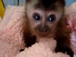 Playful Baby Capuchin Monkey For Sale