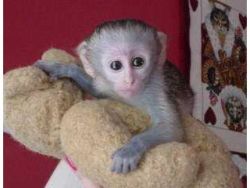 male capuchin monkey looking for a new lovely home