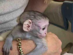 Harmless baby capuchin monkey for rehoming
