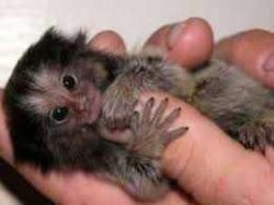 home raised capuchin babies for adoption.