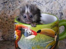 home raised capuchin babies for adoption.