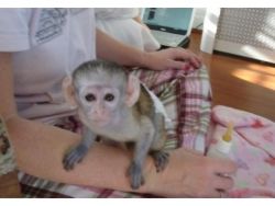 Cute Female Capuchins Monkey For Sale