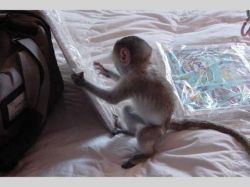 Baby Capuchin monkey ready for sale