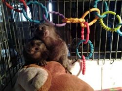 Charming baby Capuchin monkeys FREE